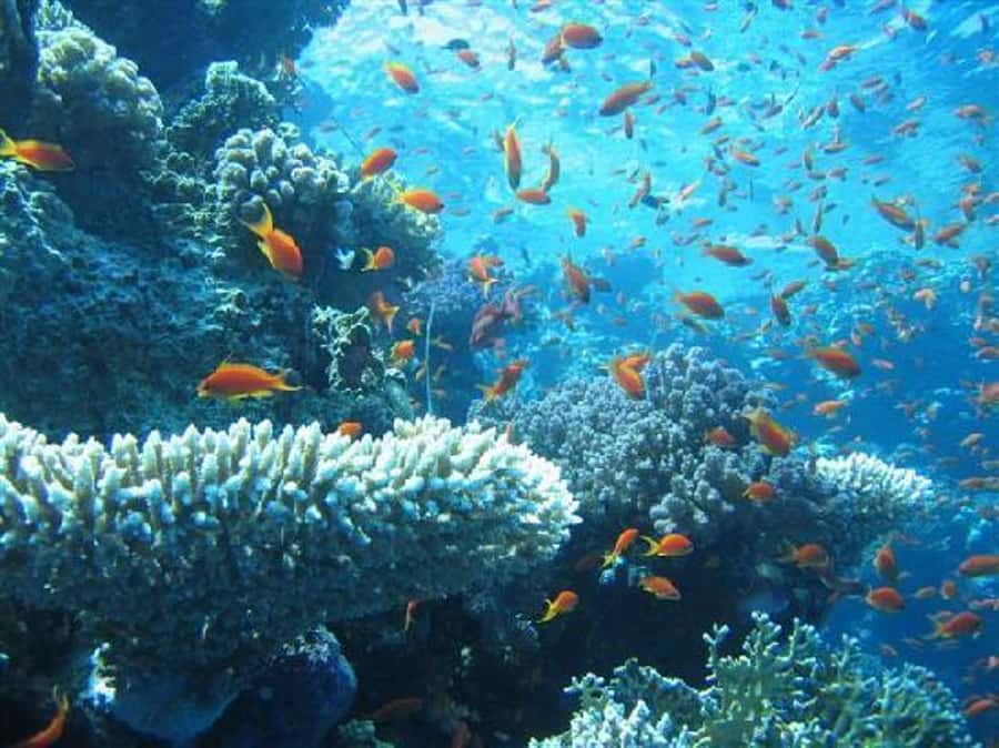 Hurghada, Professionals Diving in Open Water Tour with Lunch - Gear, weights, and the one fee you must plan for