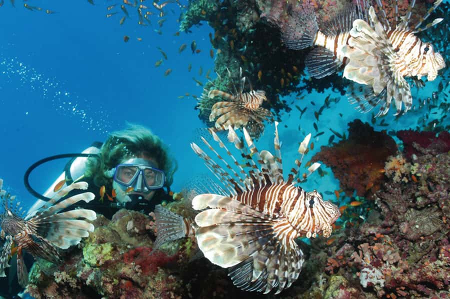 Hurghada, Professionals Diving in Open Water Tour with Lunch - Small group, language support, and what to watch for on a busy day