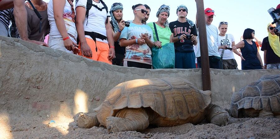 Hurghada: Quad Bike, Camel, Show, Dinner, & Stargazing Trip - The Safety Briefing and Driving Test That Sets the Tone