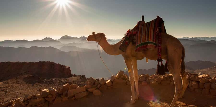 Hurghada: Quad Bike, Sea, Camel, Safari, Stargazing & Dinner - Stargazing after dinner, and why the telescopes matter