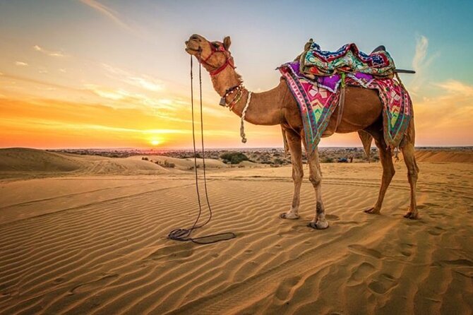 Hurghada: Quad, Jeep, Camel and Buggy Safari with BBQ Dinner - Pickup, Timing, and What 12:00 am Actually Means