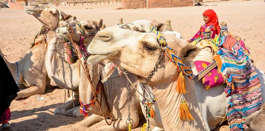 Hurghada: Safari Jeep, Buggy, Camel, Quad, Bedouin Dinner - Bedouin Camp Dinner: Food, Atmosphere, and Cultural Program
