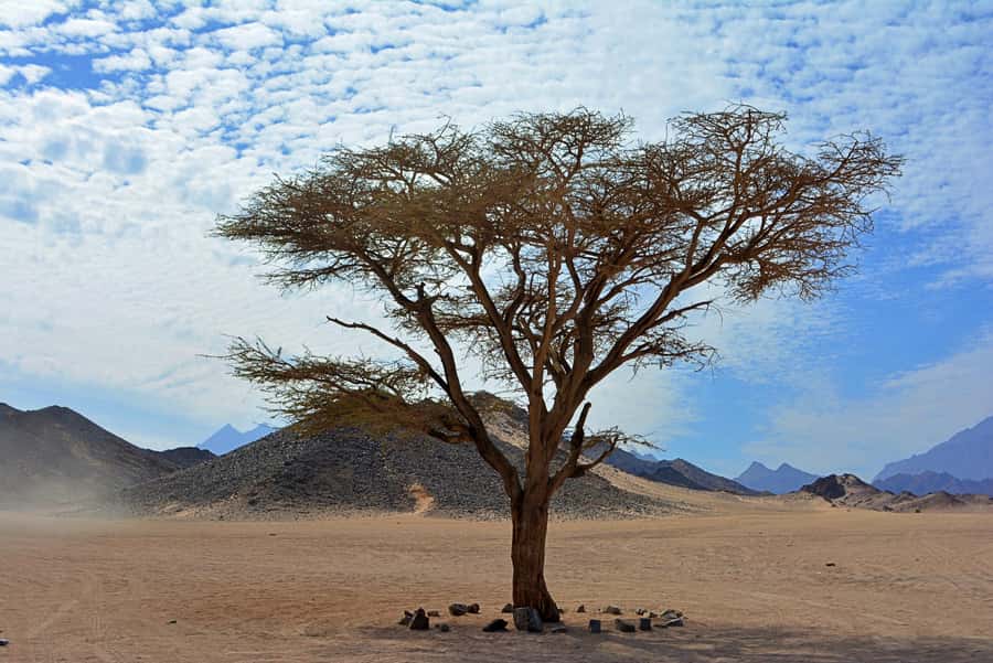 Hurghada: Safari Jeep & Camel Ride with BBQ Dinner & Show - Bedouin tent visit and camel ride: the human side of the desert