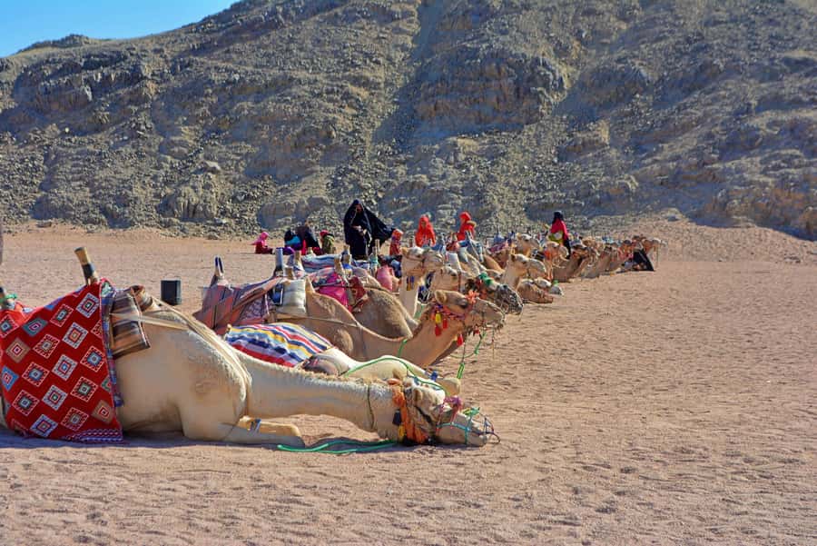 Hurghada: Safari Jeep & Camel Ride with BBQ Dinner & Show - What to bring, and who should skip this one