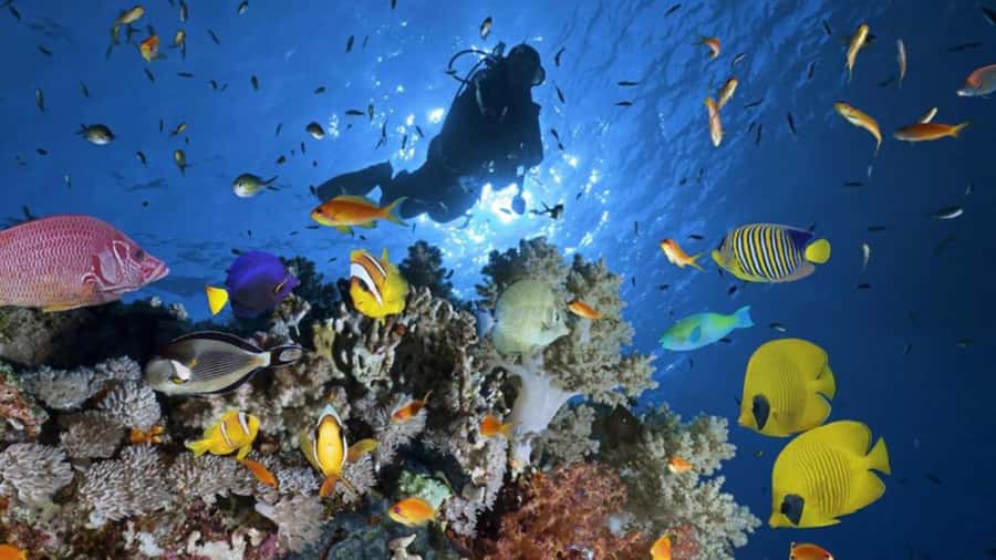 Hurghada: Scuba Diving cruise with lunch & pickup - Who this scuba cruise suits best, and who should skip it