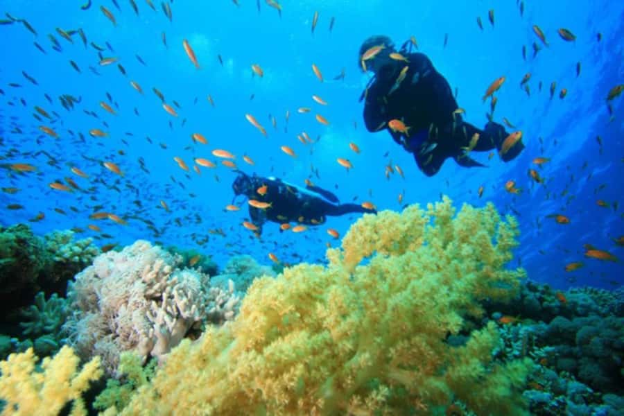 Hurghada: Scuba Diving cruise with lunch & pickup - The 90-minute surface interval: snacks, snorkeling, and a real break