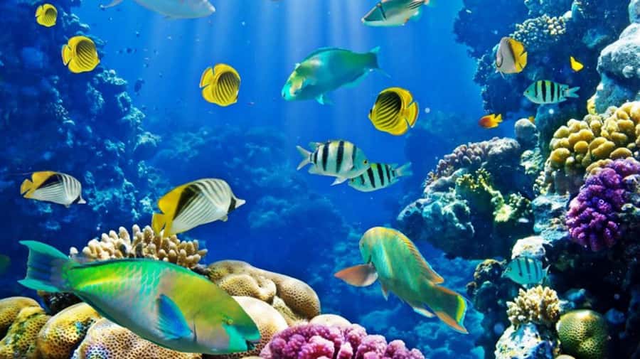Hurghada: Scuba Diving cruise with lunch & pickup - Lunch on board, plus the food and practical comfort factor