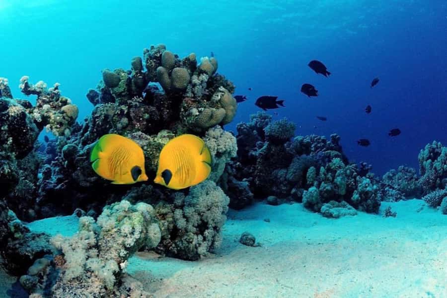 Hurghada: Scuba Diving cruise with lunch & pickup - Instructors and language: English, German, and how to prevent mix-ups