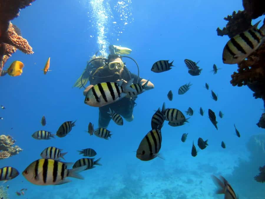 Hurghada: Scuba Diving cruise with lunch & pickup - Value and price: why this can be a bargain, and what can change the total