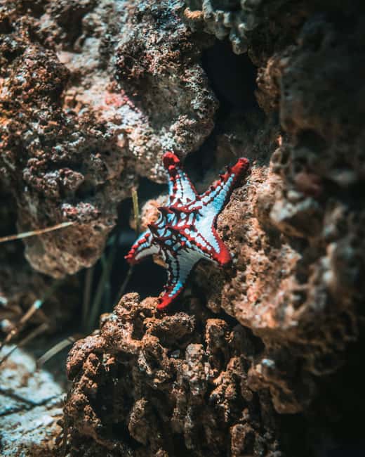 Hurghada: Scuba Diving for Beginners & Certified Divers - Should you book FTS Travels for beginner scuba and snorkeling?