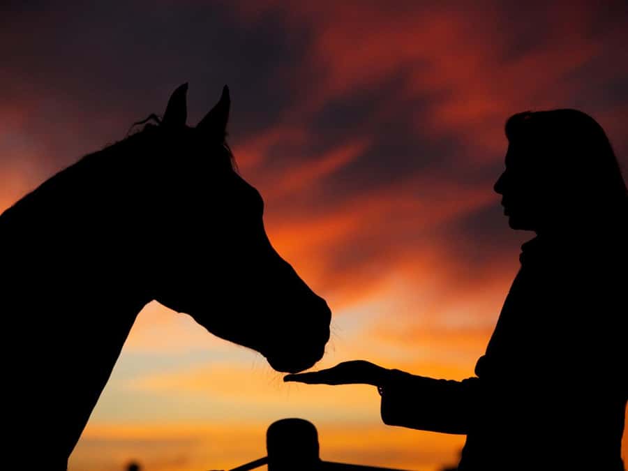 Hurghada: Sea & Desert Horse Tour, Stargazing, Dinner & Show - Why This Hurghada Horse Ride Feels Like More Than Just a Photo Stop