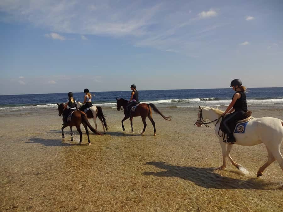 Hurghada: Sea & Desert Horse Tour, Stargazing, Dinner & Show - Dinner, Dance Show, and the Stargazing After Dark