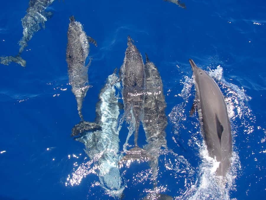Hurghada: Snorkeling 6 x 1 to Orange Bay w Diving & Massage - Orange Bay Island: why this stop is worth prioritizing