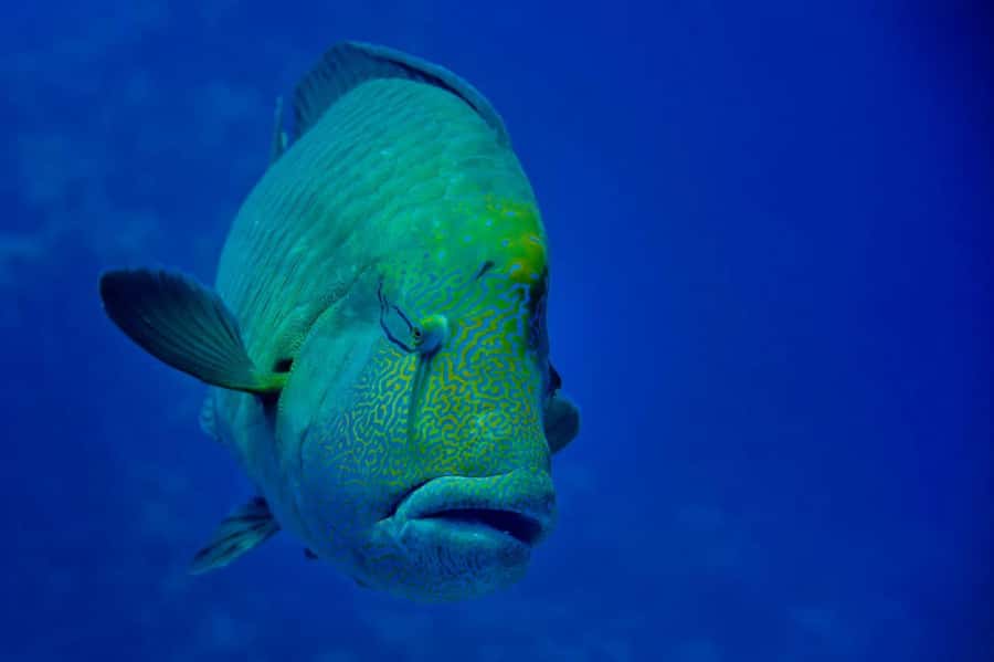 Hurghada: Snorkelling Trip by Speedboat with Hotel Pickup - Magawish Island snorkel: first reef energy and fast coral viewing