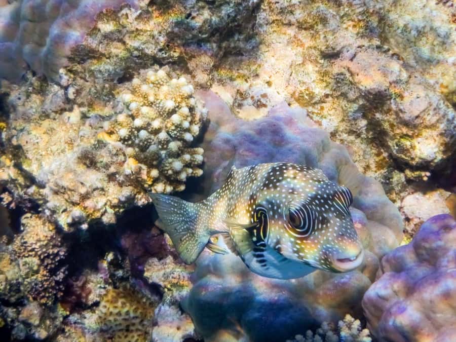Hurghada: Snorkelling Trip by Speedboat with Hotel Pickup - Giftun Island: a reef stop with a good shot at dolphins