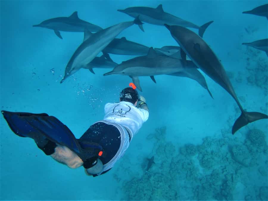 Hurghada: Speedboat Dolphin Watching & Snorkeling with Lunch - The Dolphin Search on the Water: Why the Timing Matters