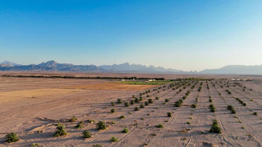 Hurghada: Star Stargazing Desert Adventure by Jeep & Dinner - Camel ride and short horse ride at the sunset hill