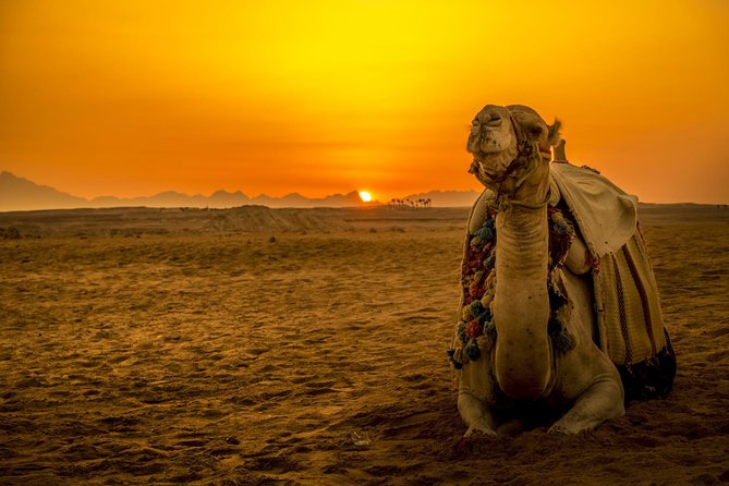Hurghada: Star Watching Desert Adventure by Jeep with Dinner - Key Highlights You Should Care About