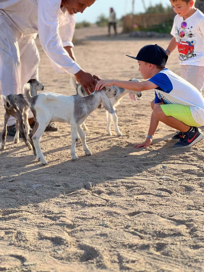 Hurghada: Sunset Camel Ride with Dinner - Hands-on desert farming and tree planting, and the farm-to-table idea