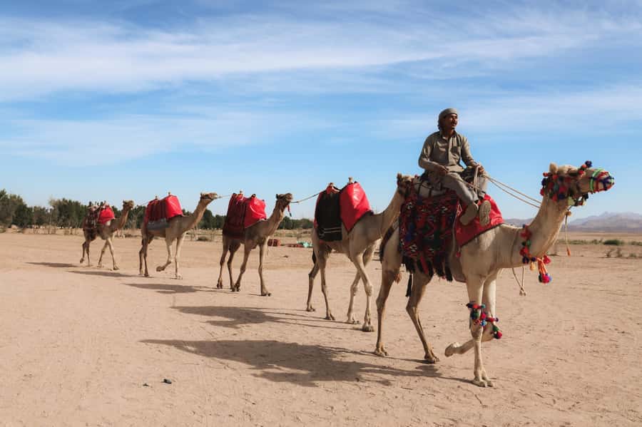 Hurghada: Sunset Camel Ride with Dinner - From hotel pickup to the desert jeep: how the evening starts