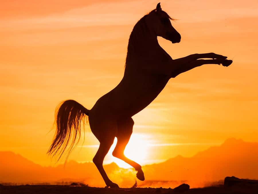 Hurghada: Sunset Sea, Desert Horse W Opt, Dinner, Stargazing - Getting There: Pickup Options and What the First Hour Feels Like