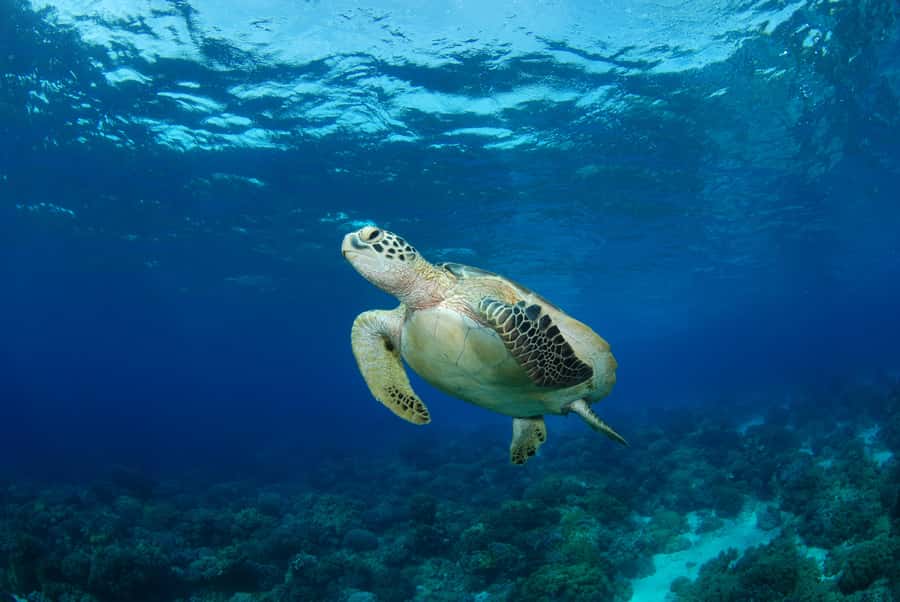 Hurghada: Turtle Bay Speedboat Tour with Snorkeling - Snorkeling Stops: How to Get the Most from Each 30 to 40 Minutes