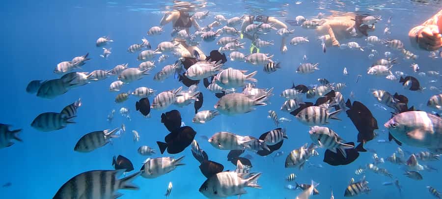 Hurghada: White Island Speedboat Tour, Snorkeling, & Lunch - Pickup rules in Hurghada: how to avoid the most stressful part