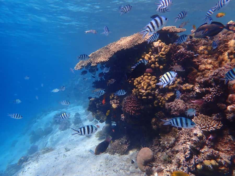 Hurghada: Yacht trip To Magawish island w Snorkeling & Lunch - Key things I’d circle before you book