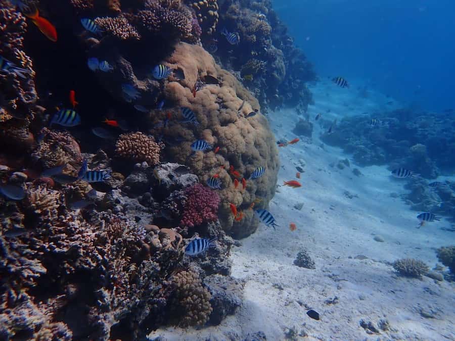 Hurghada: Yacht trip To Magawish island w Snorkeling & Lunch - Dolphin watching on a schedule, with the right expectations