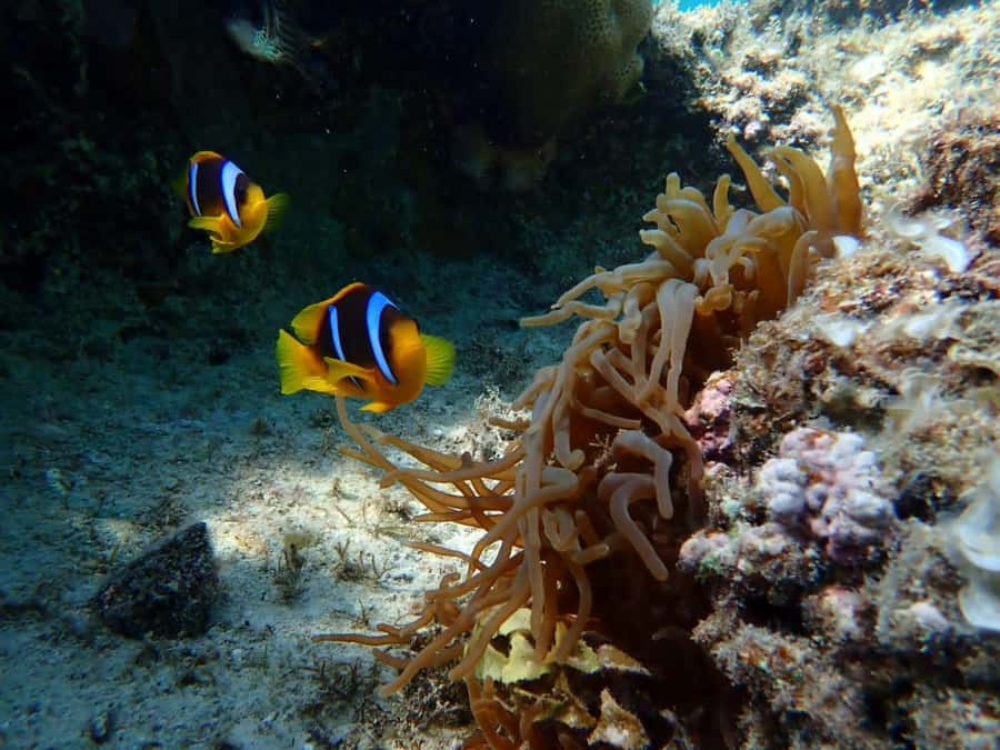 Hurghada: Yacht trip To Magawish island w Snorkeling & Lunch - Two snorkeling stops that balance time and guidance