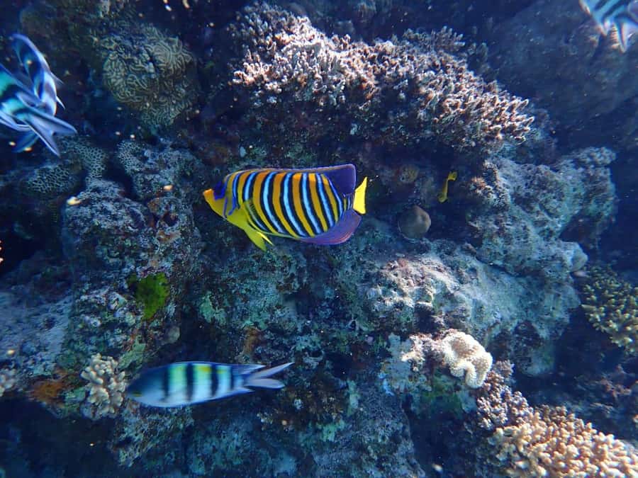Hurghada: Yacht trip To Magawish island w Snorkeling & Lunch - Magawish Island for about 2 hours: sun, swims, and a change of pace