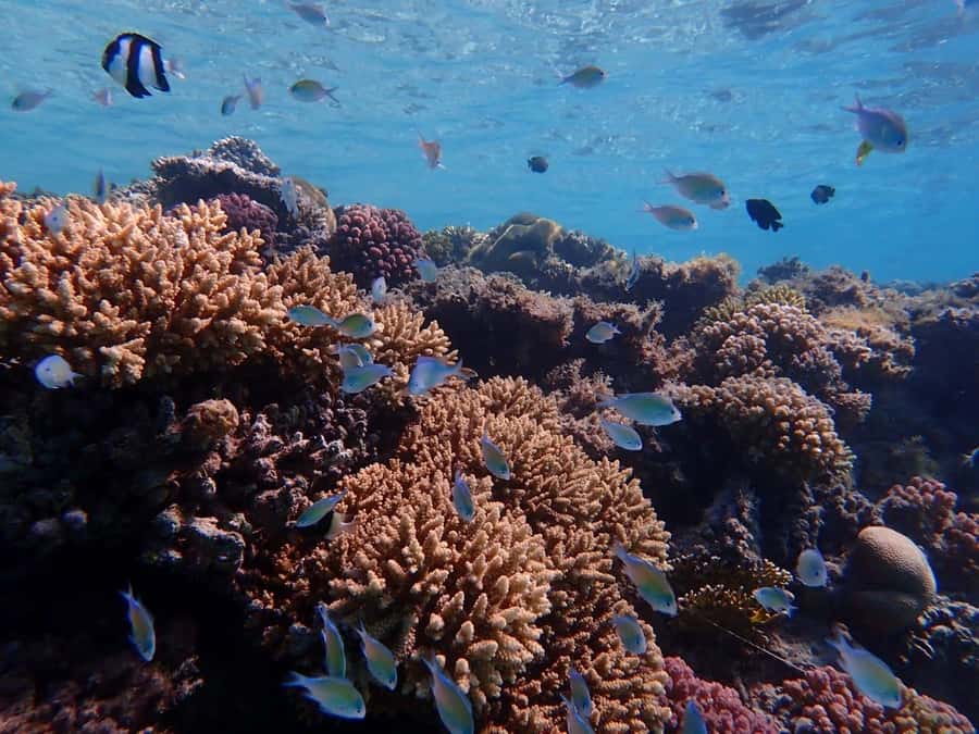Hurghada: Yacht trip To Magawish island w Snorkeling & Lunch - Value and comfort at around $41 per person
