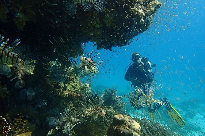 Intro Diving 2 Stops For Beginners with Pick-up and Lunch - Hurghada - Coral Gardens and Lots of Fish: What You’ll See on the Red Sea