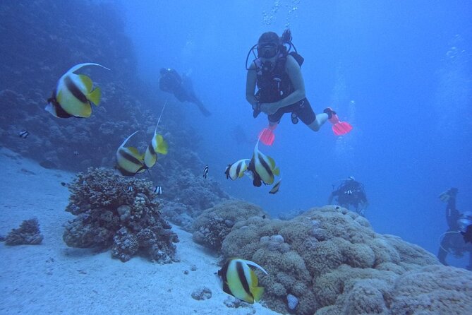 Intro Diving Beginner and Discover Red Sea Underwater - Hotel Pickup at 8:00 AM, Then Gear Fitting