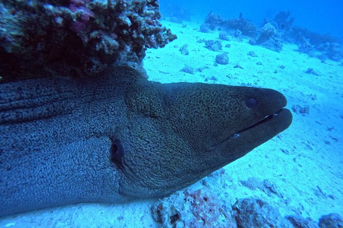 Intro Diving Beginner and Discover Red Sea Underwater - Price and Value: What You Get for $40 Plus Small Add-Ons