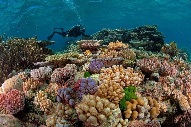 Intro Diving for Beginners 2 Stops Diving with Lunch - Hurghada - Lunch on Board: Real Midday Fuel