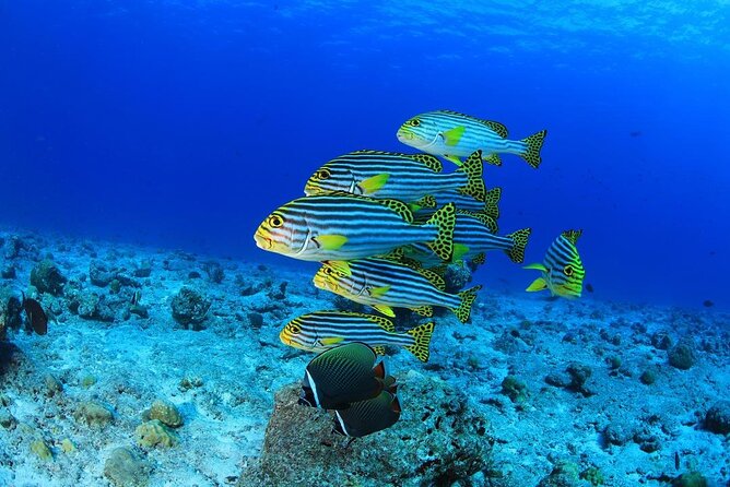 Intro Scuba Diving 2 Stops Trip with Transfers & Lunch - Hurghada - Timing, Boat Day Pace, and What the Schedule Means for You