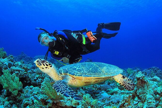 Intro Scuba Diving 2 Stops Trip with Transfers & Lunch - Hurghada - Price and Value in the $18 Range