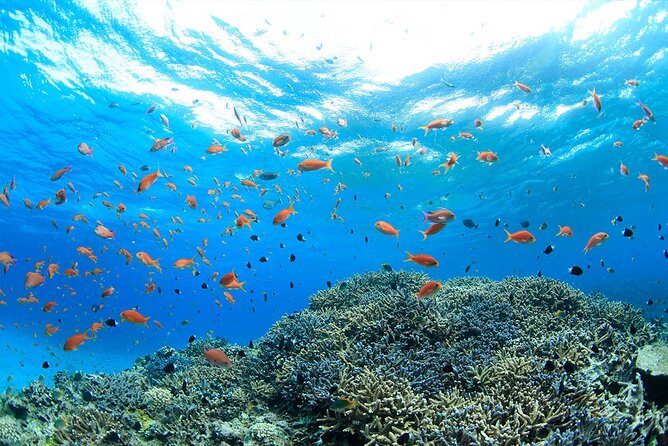 Intro Scuba Diving 2 Stops Trip with Transfers & Lunch - Hurghada - First Underwater Stop: What You’re Really Paying For