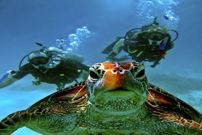 Intro Scuba Diving Beginners Full Day Boat Trip 2 Stops Diving & Lunch- Hurghada - Getting picked up in Hurghada, and how to avoid transfer headaches