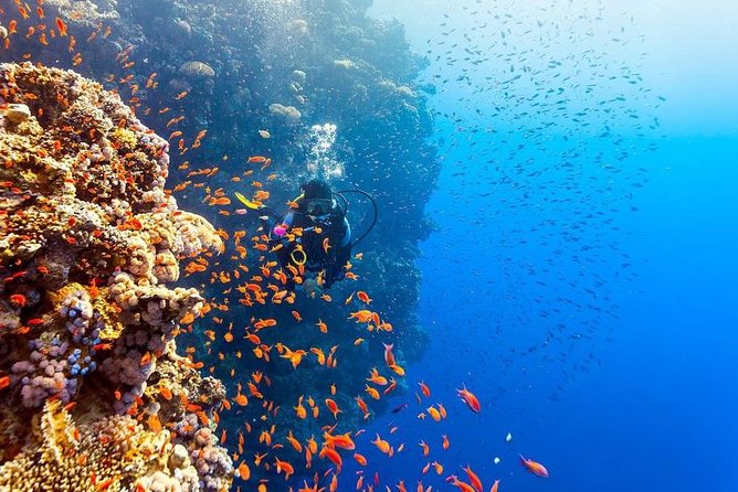 Intro Scuba Diving Beginners Full Day Boat Trip 2 Stops Diving & Lunch- Hurghada - Group size, crowding risk, and what to do if the boat feels packed