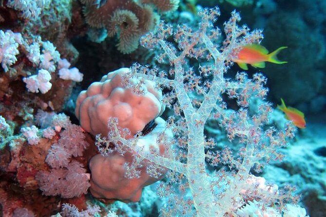 Introduction: Diving from the Reef in Sharm El Sheikh - What makes it worth the money: value at about $46.46
