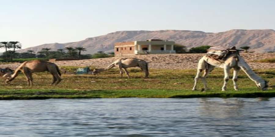 Luxor: Scenic Camel or Horse Ride - Camel vs Horse in Luxor: How to Choose and What Changes