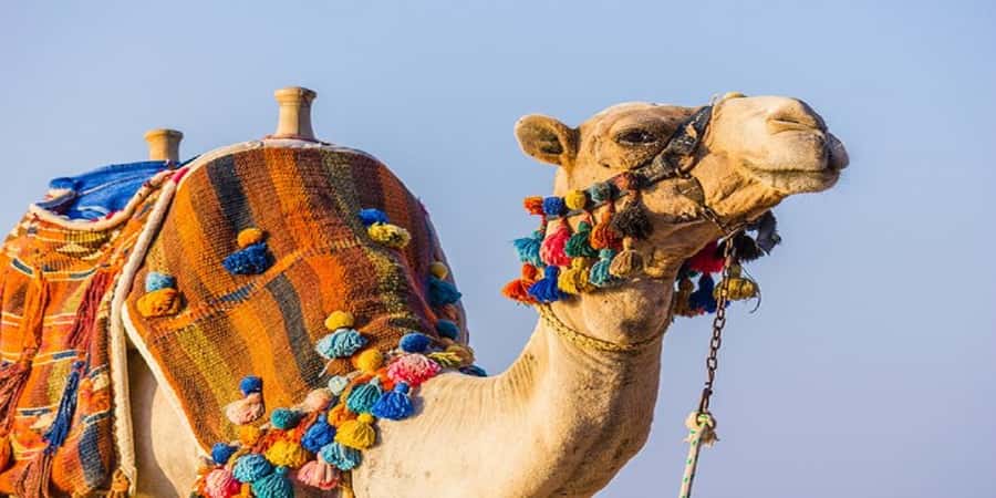 Luxor: Scenic Camel or Horse Ride - The 90-Minute Plan, Step by Step (and Where Time Usually Goes)