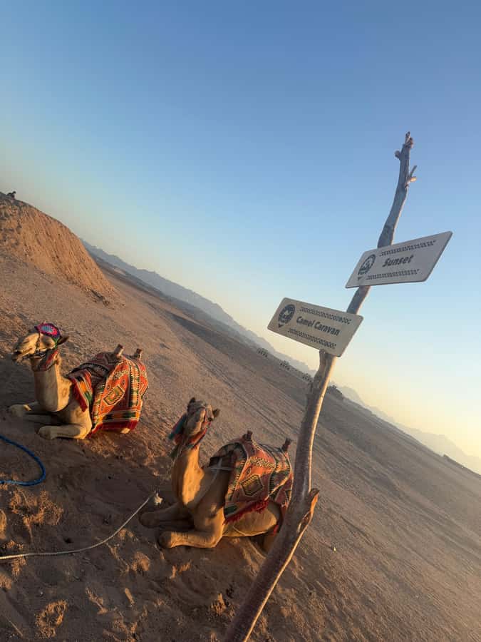 Makadi Bay: BADU Luxury Bedouin Dinner Experience & Stargaze - Welcome tea, coffee, and karkade: the calm start before the magic