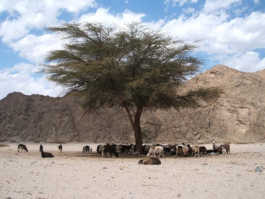 Makadi Bay: Jeep Safari Adventure with Bedouin guide - Who This Tour Suits Best (And Who Should Skip It)