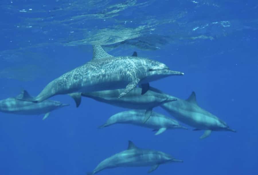 Makadi Bay: Royal Seascope Submarine Cruise & Snorkel stop - Dolphin Watching and Marine Life: How to Manage Expectations