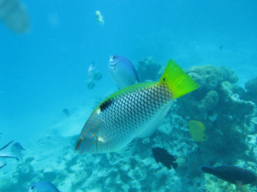 Makadi Bay: Snorkelling and Diving Island Trip - From Makadi Bay to the private lagoon, this day moves at a good pace