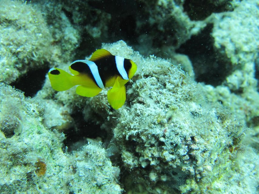 Makadi Bay: Snorkelling and Diving Island Trip - The second water stop and the scuba option, for people who want more
