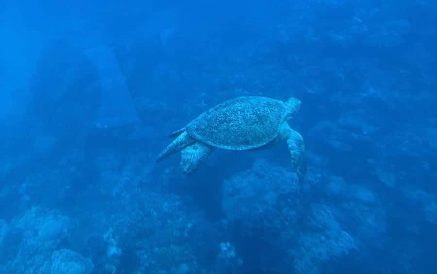 Marsa Alam: Elite vip Turtle bay snorkeling with BBQ Lunch - Timing and getting there from Marsa Alam or Quseer